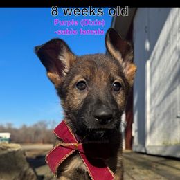 Purple - Sable German Shepherd puppy in Maryland from Soco.GSD's
