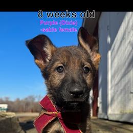 Purple - Sable German Shepherd puppy in Maryland from Soco.GSD's