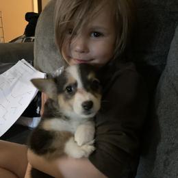 American Corgi and Pembroke Welsh Corgi Puppies from Chaotic Corgi’s