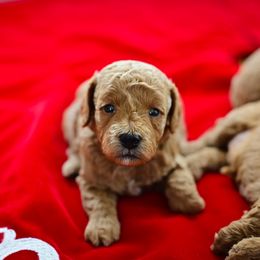 Goldendoodle Puppies from Hygge & Hound by McKenzie