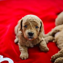 Goldendoodle Puppies from Hygge & Hound by McKenzie