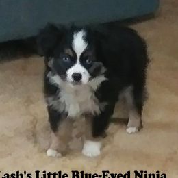 Ninja - Miniature Australian Shepherd