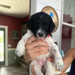 Pink - Black and white female Bernedoodle puppy in Cedar Springs, Michigan from Pecks Oodle Doodles