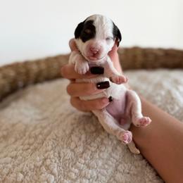 JAVA - Parti female Goldendoodle puppy in Ivins Utah, Utah from Luxi Paws Doodles
