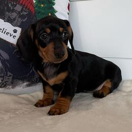 Pixie - Black and tan female Dachshund puppy in Callahan, Florida from Little Foot Kennels