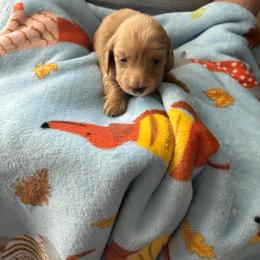 Dachshund Puppies from Ginny’s Family Dachshunds