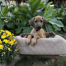 "Gray black nose make confirmation/performance. Sweet personality, licker doesn’t stop. " Rhodesian Ridgeback Puppies from Fisher’s Rhodies