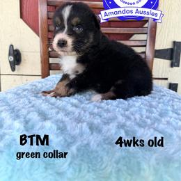 BTM green collar - Black tri-color male Australian Shepherd puppy in Greenville, Texas from Amandas Aussies