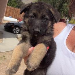 Winnie - Black and tan female German Shepherd puppy in Whitewater, California from Vom Haus Metzler Shepherds