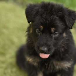 Girl 1 - German Shepherd puppy from Fox Hill Farm & K9