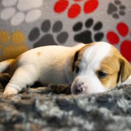 Russell Terrier Puppies from Diamond D Jacks