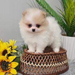 Pomeranian puppies from Poodle Me Crazy