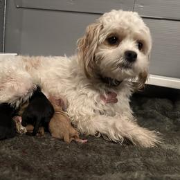 Lola - Cavapoo