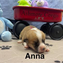 Anna - Red female Pembroke Welsh Corgi puppy in Apison, Tennessee from Ashmore Corgis