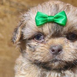 Girl 2 liver girl with green bow - Liver female Shih Tzu puppy in Marion County, Tennessee from Jenkins Puppy Paradise
