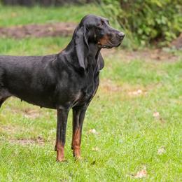 Ava - Black and Tan Coonhound