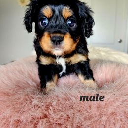 Boy 1 - Tri-color male Cavapoo puppy in Junction, Utah from City Creek Cavapoos