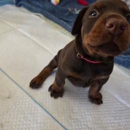 Female - Red and rust female Doberman Pinscher puppy in Anderson, Indiana from Legendary Kennels