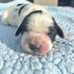 Girl 1 - Black and white female English Springer Spaniel puppy in Almena, Wisconsin from Poskin Lake Springer Spaniels