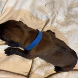 Piroque - Yellow male Dutch Shepherd puppy in Saint Amant, Louisiana from Mercy Kennels