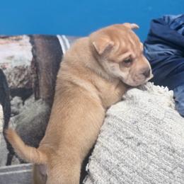 Alex - Cream male Chinese Shar-Pei puppy in Lehigh Acres, Florida from Florida Wrinkles
