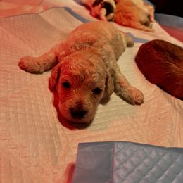 Maltipoo Puppies from JJR Doggie World LLC