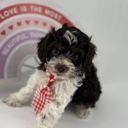 Cockapoo Puppies from Daisy and Dollie’s Little Darlins