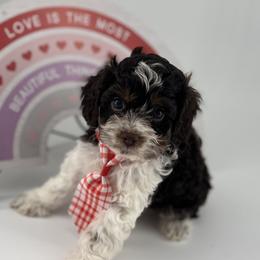 Cockapoo Puppies from Daisy and Dollie’s Little Darlins