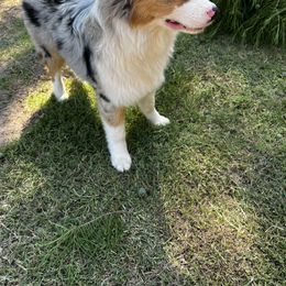 Australian Shepherd All Grown Up from Kade’s Stock Dogs