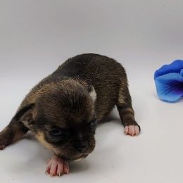Lil Roo - Chocolate sabled fawn male Chihuahua puppy in Weatherford, Texas from Small and Mighty Chihuahuas