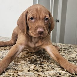 Shih Tzus and Vizslas from Kevin Hastings