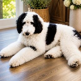 Iris - Aussiedoodle