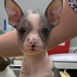Chihuahua and Chinese Crested Puppies from Western Kentucky Chihuahua’s and Chinese Crested’s
