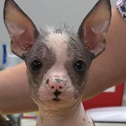 Chihuahua and Chinese Crested Puppies from Western Kentucky Chihuahua’s and Chinese Crested’s