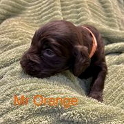 Boykin Spaniel Puppies from Taensas Boykins