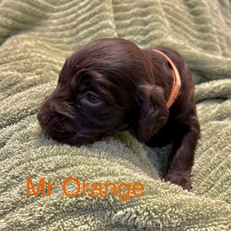 Boykin Spaniel Puppies from Taensas Boykins