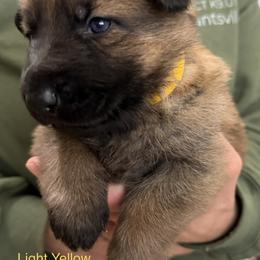 Pretty dark Sable girl - Sable female German Shepherd puppy in Grantsville, Utah from Vom Haus Denfors K9 - Working German Shepherds