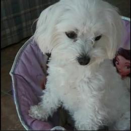 Bailey - Maltese