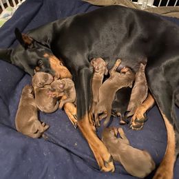 Litter - Red and rust male Doberman Pinscher puppy in Puyallup, Washington from Aj bostons and Dobermans