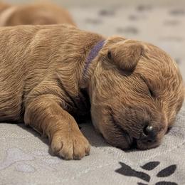 Purple collar - Cream female Goldendoodle puppy in Connecticut from Valley View Doodles