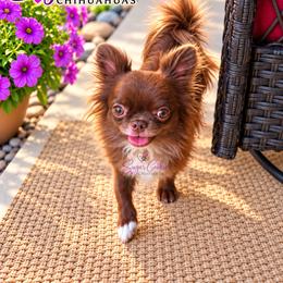 Chihuahua Puppies from Sugar Cookie Chihuahuas