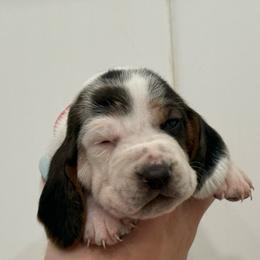 Red lace ear - Black brown and white female Basset Hound puppy in Douglas, Georgia from Huffer Hounds and Havanese