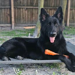 Olivia - German Shepherd