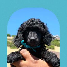 Boy 3 - male Poodle puppy in Ogden, Utah from Kotu Poodles