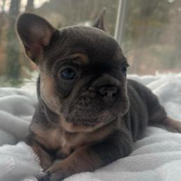 Orange collar - Tricolors female French Bulldog puppy in Salisbury, Maryland from 77 Frenchies Maryland