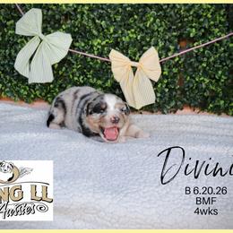 Divinity - Blue merle female Miniature Australian Shepherd puppy in Madisonville, Texas from Flying LL Aussies