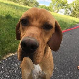 Abe - Pointer