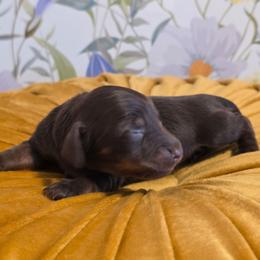 Girl 1 - Chocolate and tan female Dachshund puppy in Romney, Indiana from Brown's Valley Dachshunds