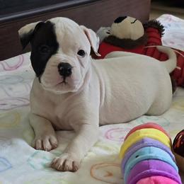 Fudge - White male American Bulldog puppy in Three Rivers, Michigan from Jemms Kennels