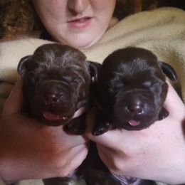 Labrador Retriever Puppies from WoodDuck